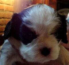 Foto 4 van de pups