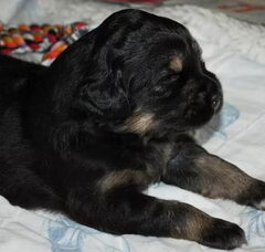 Foto 2 van de pups