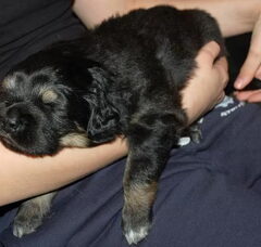 Foto 3 van de pups