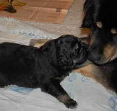 Foto 4 van de pups