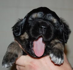 Foto 5 van de pups