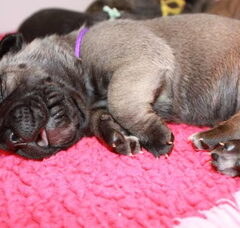 Foto 2 van de pups
