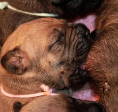 Foto 3 van de pups