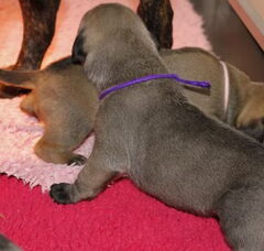 Foto 4 van de pups