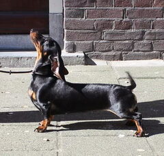 Foto 6 van Dutch Dapples