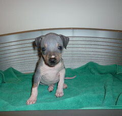 Foto 2 van de pups