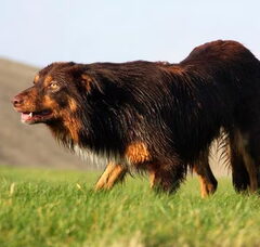 Foto 2 van de pups