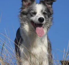 Foto 4 van de pups