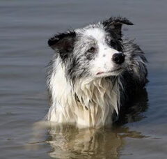 Foto 5 van de pups