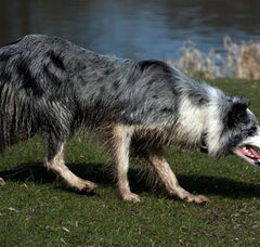 Foto 6 van de pups