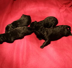 Foto 3 van Doedeltjes