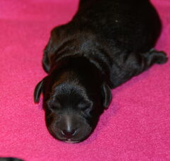 Foto 4 van Doedeltjes