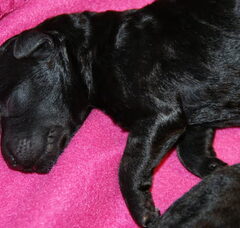 Foto 5 van de pups