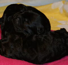 Foto 6 van de pups