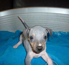 Foto 4 van de pups