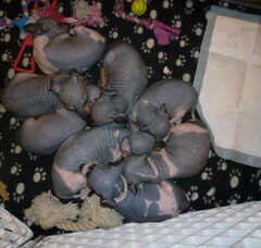 Foto 5 van de pups