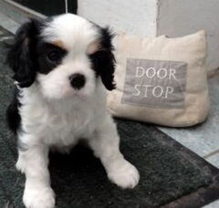 Foto 5 van de pups