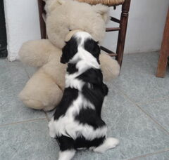 Foto 6 van de pups