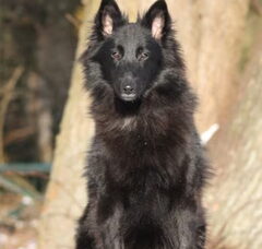 Foto 2 van Groenendaelkennel van Hof ter Brughe