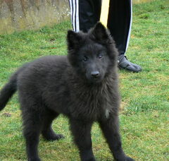 Foto 4 van Groenendaelkennel van Hof ter Brughe