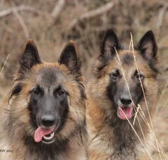 Foto 4 van de pups