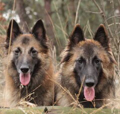 Foto 5 van de pups