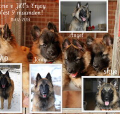 Foto 6 van de pups