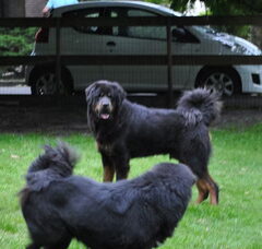 Foto 4 van Detchema Tibetaanse Mastiff