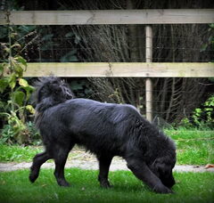Foto 5 van Detchema Tibetaanse Mastiff