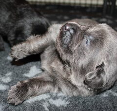 Foto 2 van de pups