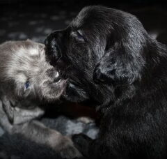 Foto 3 van de pups