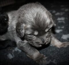 Foto 4 van de pups
