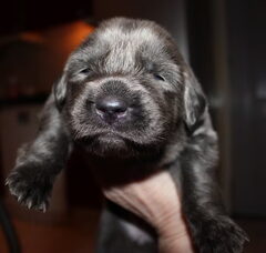Foto 5 van de pups