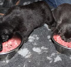 Foto 6 van de pups
