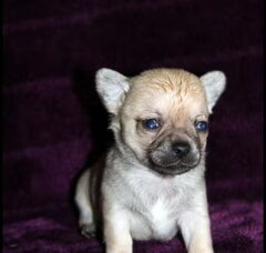 Foto 2 van de pups