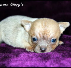 Foto 3 van de pups