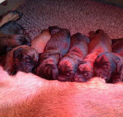 Foto 2 van de pups