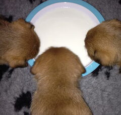 Foto 2 van de pups