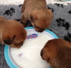 Foto 3 van de pups