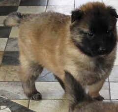 Foto 3 van de pups