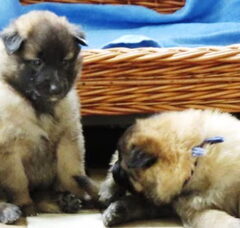 Foto 4 van de pups