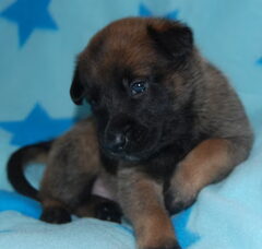 Foto 2 van de pups