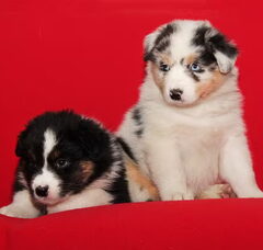 Foto 2 van de pups