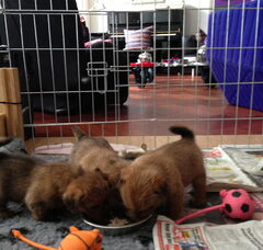 Foto 4 van de pups