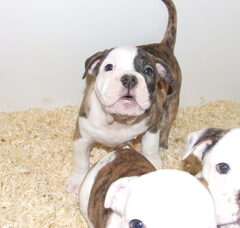Foto 2 van de pups
