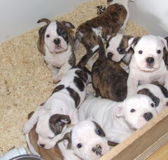Foto 3 van de pups