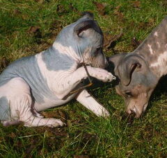 Foto 6 van de pups