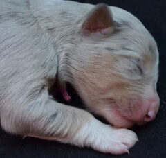Foto 2 van de pups