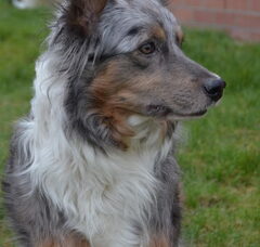 Foto 3 van de pups