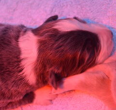 Foto 4 van de pups